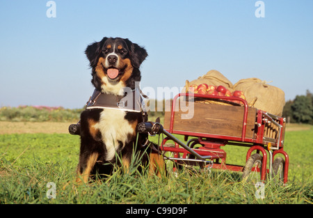 Bovaro del Bernese tirando il carrello con le mele Foto Stock