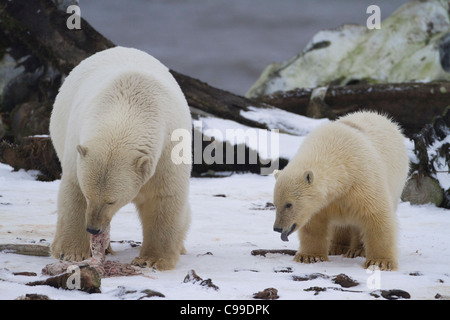 Orso polare (Ursus maritimus) madre con cub alimentazione su blubber vicino alla carcassa di balena sulla spiaggia di Kaktovik, Alaska nel mese di ottobre Foto Stock