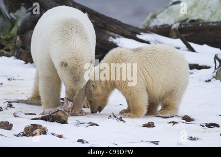 Orso polare (Ursus maritimus) madre con cub alimentazione su blubber vicino alla carcassa di balena sulla spiaggia di Kaktovik, Alaska nel mese di ottobre Foto Stock