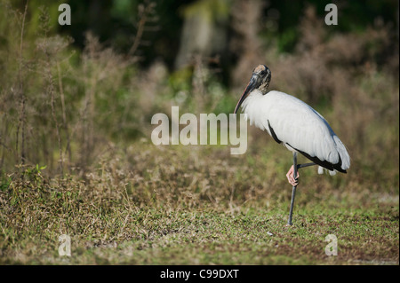 Cicogna in legno sulle rive dell'Haines Creek River Lake County Leesburg, Florida USA Foto Stock