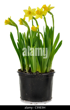 Molla gialla narcisi su sfondo bianco Foto Stock