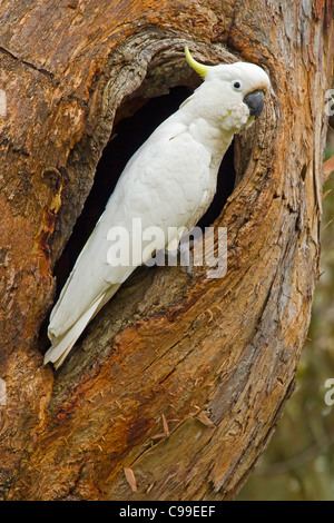 Zolfo-CRESTED COCKATOO appollaiato nel suo foro di nido in un albero. Foto Stock