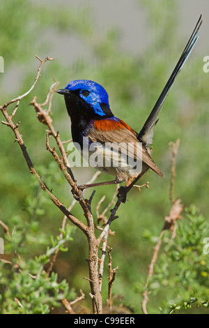 Variegata di Fairy-wren arroccato su una boccola. Foto Stock