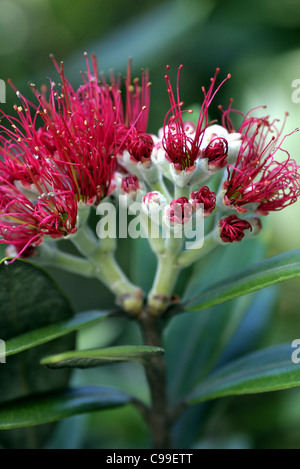 Fioritura Pohutukawa blossom. Nuovo Chums Beach, Coromandel, Waikato, Nuova Zelanda, Australasia Foto Stock