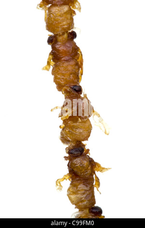 Bozzoli di api fritte cotte in vendita al mercato notturno di Donghuamen a Wangfujing Pechino Cina - un esempio dello strano o strano cibo mangiato dalla gente Foto Stock