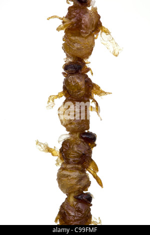 Bozzoli di api fritte cotte in vendita al mercato notturno di Donghuamen a Wangfujing Pechino Cina - un esempio dello strano o strano cibo mangiato dalla gente Foto Stock