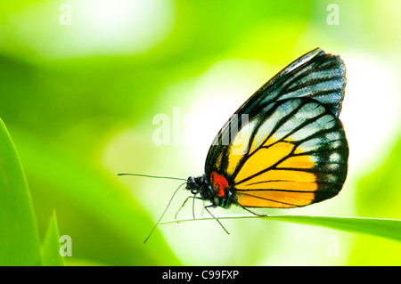 Close-up ER prioneris philonome themana (macchia rossa)a dente di sega su foglia verde Foto Stock