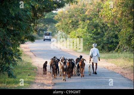 Imbrancandosi addomesticati capre lungo una strada in zone rurali campagna indiana, Andhra Pradesh, India Foto Stock