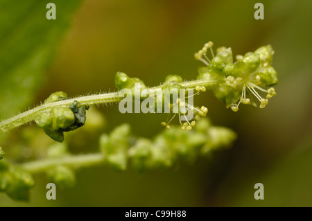 Cane al mercurio, Mercurialis perennis, fiori close up Foto Stock