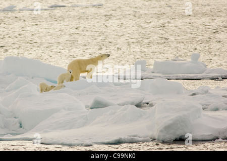 Femmina orso polare (Ursus maritimus) con tre giovani cubs sulla deriva di galleggianti di ghiaccio, Freemansundet (tra Barentsøya e Edgeøya), arcipelago delle Svalbard, Norvegia Foto Stock