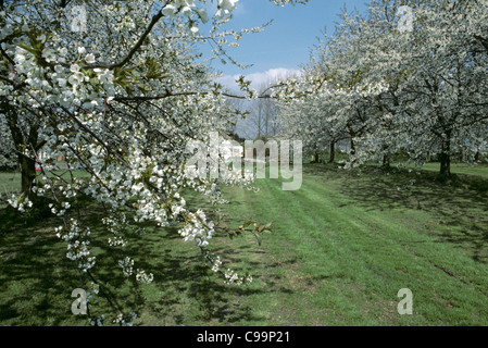 Ben stabilito frutteto di grandi alberi di ciliegio in piena fioritura Foto Stock
