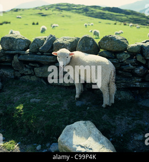 Il Gallese le pecore di montagna lampada il ricovero con un secco muro di pietra in Snowdonia, Galles Foto Stock