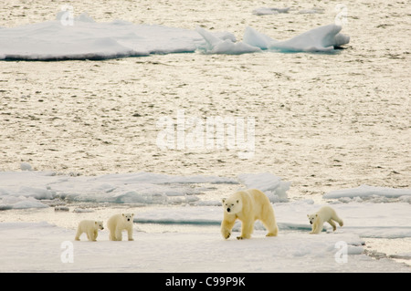 Femmina orso polare (Ursus maritimus) con tre giovani cubs camminando sulla deriva di galleggianti di ghiaccio, Freemansundet (tra Barentsøya e Edgeøya), arcipelago delle Svalbard, Norvegia Foto Stock