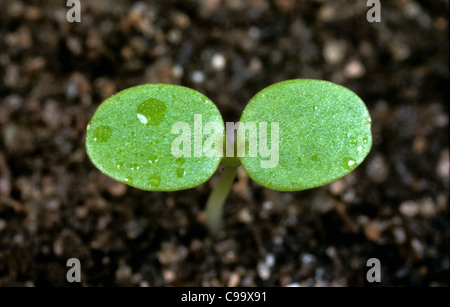 Heartsease johnny jumpup o wild pansy (Viola tricolore) piantina cotiledoni Foto Stock