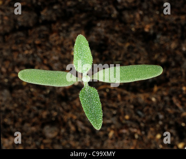 Fat hen (Chenopodium album) piantina con le prime due foglie vere Foto Stock