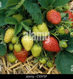 Rosso, verde, mature e maturazione di frutta fragola su paglia e polietilene nero Foto Stock