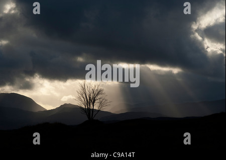 Rannoch Moor, Perth and Kinross, Scozia. Lone Tree al tramonto sotto un cielo moody. Foto Stock