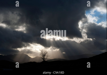 Rannoch Moor, Perth and Kinross, Scozia. Lone Tree al tramonto sotto un cielo moody. Foto Stock