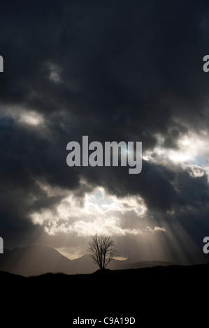 Rannoch Moor, Perth and Kinross, Scozia. Lone Tree al tramonto sotto un cielo moody. Foto Stock