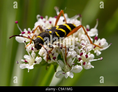 Wasp beetle (Clytus arietis), una vespa-mimando longhorn beetle. Foto Stock