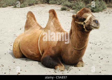 Un Shaggy Bactrian (due- humped) camel che sono più corti e più robusto. La loro gobbe sono morbidi e cedevoli e crollo in inverno wh Foto Stock