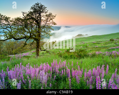 Prairie con i lupini e sunrise. Parco Nazionale di Redwood in California Foto Stock