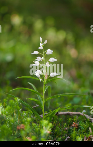 Schwertblättrige Waldvöglein, Cephalanthera longifolia, spada-lasciava Helleborine Foto Stock