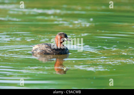 Zwergtaucher ,Tachybaptus ruficollis, tuffetto Foto Stock