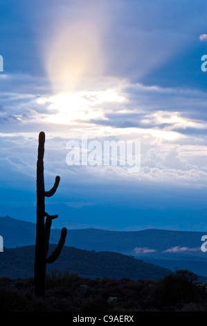 McDowell montagna Parco regionale dopo una pioggia notti mi sono svegliata in una radura del cielo e queste belle Dio travi, Arizona. Foto Stock