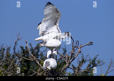 L'ibis dalla testa nera, conosciuto anche come ibis bianco orientale, ibis bianco indiano, Threskiornis melanocephalus - Nesting al Santuario degli Uccelli di Ranganathittu Foto Stock