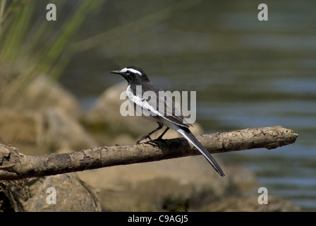 White Browed Wagtail a Ranganathittu Bird Sanctuary, Mysore Foto Stock