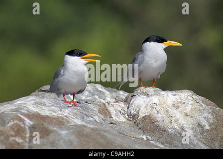 Fiume tern, Sterna aurantia a Ranganathittu Bird Sanctuary, Mysore Foto Stock