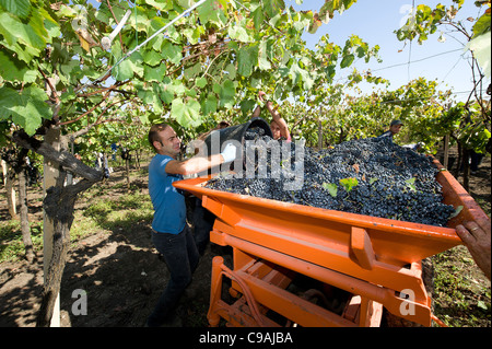 La raccolta in un vigneto - puglia, italia meridionale Foto Stock