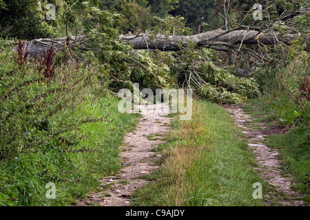 Un albero caduto su soffiata dal vento di bloccaggio di una via Foto Stock