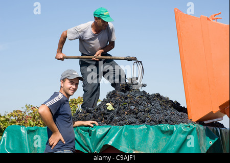 Raccolto in un vigneto - puglia, italia meridionale Foto Stock