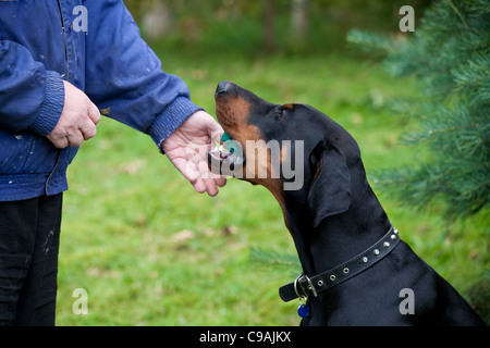 Addestramento del cane Foto Stock