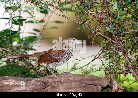 Brown Thrasher, Toxostoma rufum, nell'habitat naturale di cortile a McLeansville, Carolina del Nord. Foto Stock