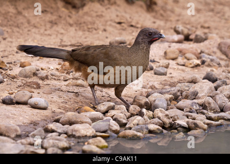 Pianura Chachalaca, Ortalis vetula, al ranch Javelina-Martin e rifugio nel Texas del Sud. Foto Stock