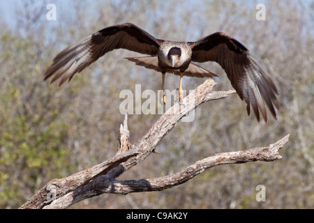 Caracara crestata, Caracara cheriway, o Polyborus plancus, presso il rifugio naturale Javelina-Martin nel Texas del Sud. Foto Stock