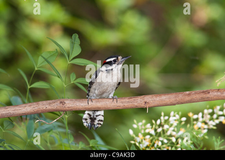 Downy Woodpecker, Picoides pubescens, il più piccolo picchio del Nord America in cortile a McLeansville, Carolina del Nord. Foto Stock