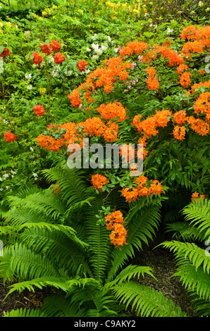 Azalee (Rhododendron) e struzzo fern (Matteuccia struthiopteris) Foto Stock
