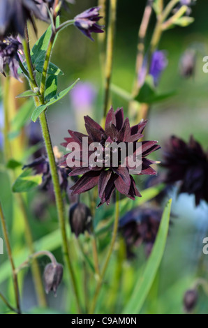 Aquilegia alpina europea (aquilegia vulgaris 'black barlow') Foto Stock