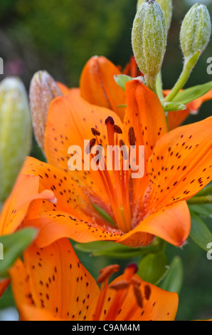 Fire lily (lilium bulbiferum) Foto Stock