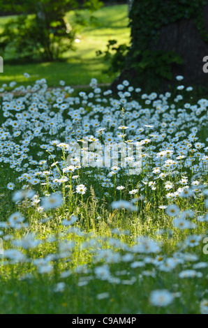 Oxeye daisy (leucanthemum vulgare) Foto Stock