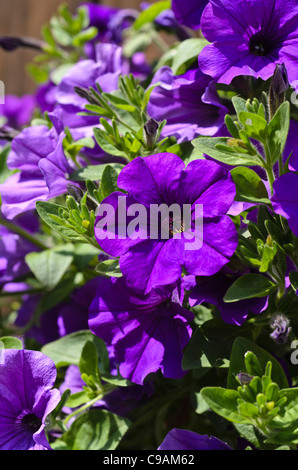 La petunia (petunia surfinia viola) Foto Stock