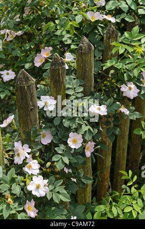 Rosa (rosa) in corrispondenza di una recinzione di legno Foto Stock