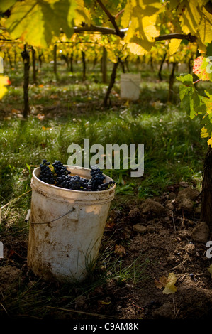 Il Pinot nero vino le uve appena raccolte a Elk Cove in Oregon di Willamette Valley. Foto Stock