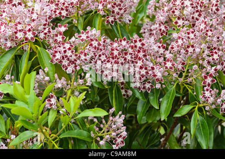 Mountain laurel (kalmia latifolia "comet") Foto Stock
