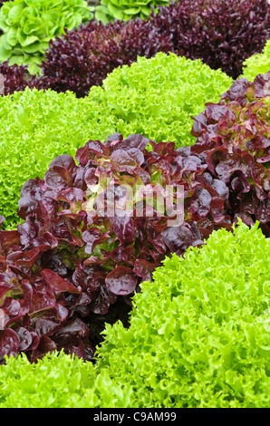 Cespo di lattuga (lactuca sativa var. capitata) Foto Stock