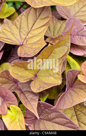 La patata dolce (Ipomoea batatas 'sweet caroline sweetheart rosso') Foto Stock